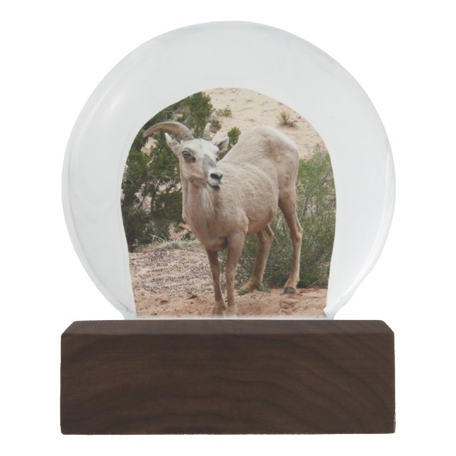 Funny Bighorn Sheep at Zion National Park Snow Globe (Front)