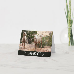 Funny Bighorn Sheep at Zion National Park Thank You Card
