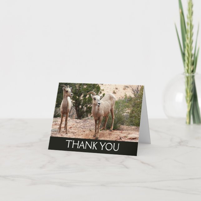 Funny Bighorn Sheep at Zion National Park Thank You Card (Front)