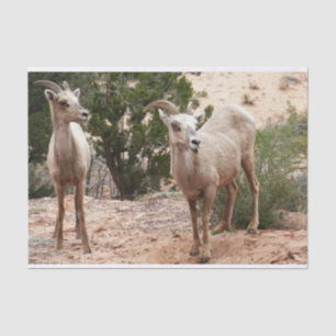 Funny Bighorn Sheep at Zion National Park Tissue Paper