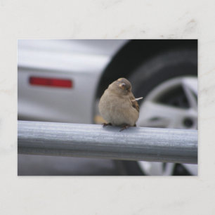 Funny Bird, Sparrow Postcard