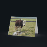 Funny birthday card<br><div class="desc">Lone cow standing in a field looking at the camera</div>