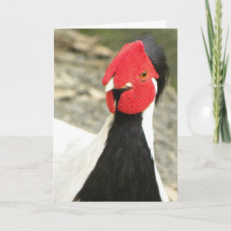 Funny Birthday Card/MALE SILVER PHEASANT Card