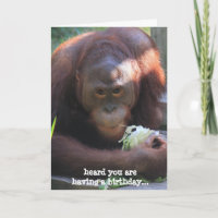 Funny Birthday Card, Orangutan wants cake!