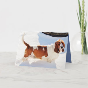 Funny Birthday Card w/Beautiful Basset Hound