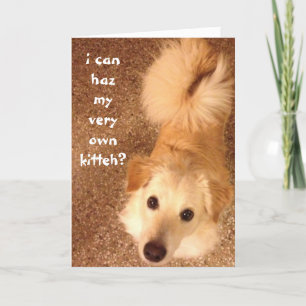 Funny Birthday, Cute dog wishes for birthday cat Card