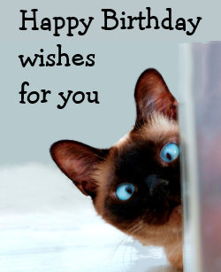 Funny Siamese Cat Gifts Gift Ideas Zazzle Uk
