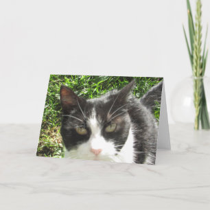 Funny Black and White Cat  Photo Blank Card