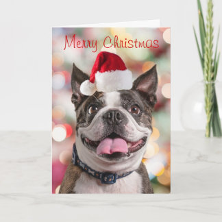 Funny Boston Terreir with Santa Hat Holiday Card