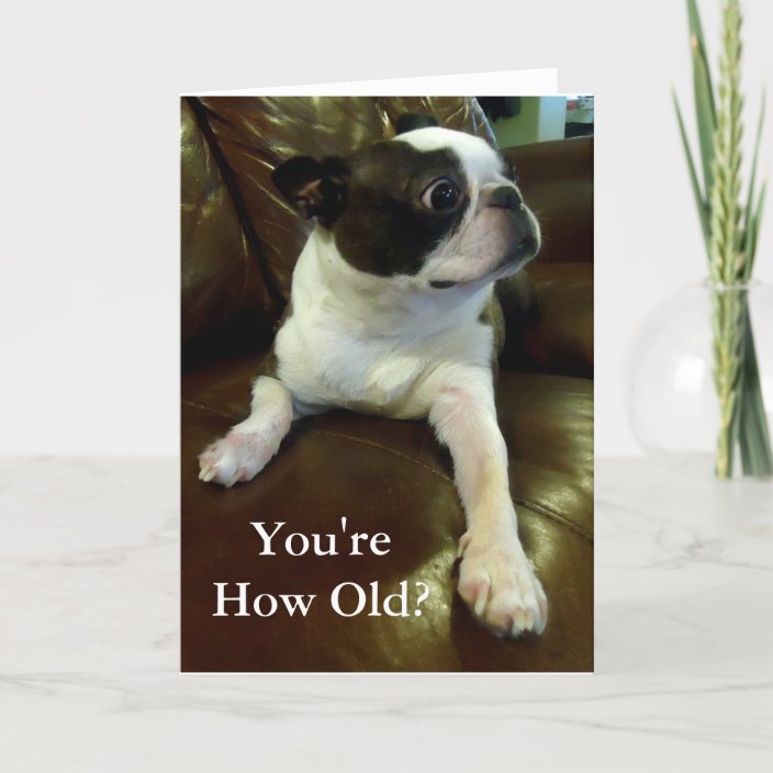 Funny Boston Terrier Birthday Card (Animal Rescue
