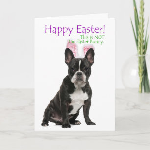 Funny Boston Terrier Easter Card
