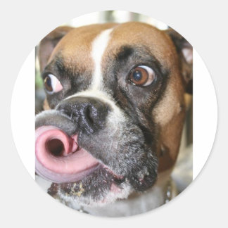 Funny Boxer Dog Classic Round Sticker