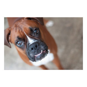 Funny boxer dog photo print