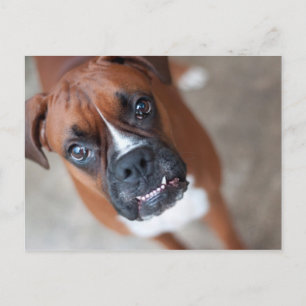 Funny boxer dog postcard