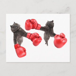Funny boxing cats postcard