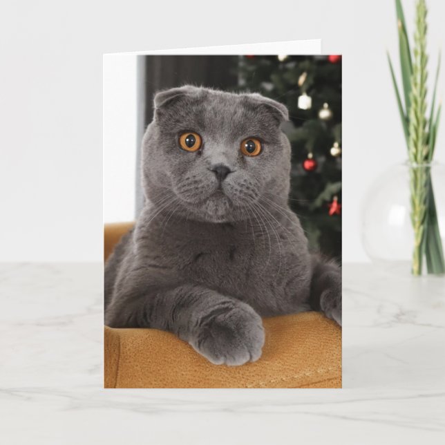Funny British cat and christmas tree Card (Front)