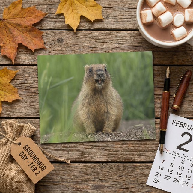 Funny Brown Realistic Groundhog Tongue Out Photo Postcard (Creator Uploaded)