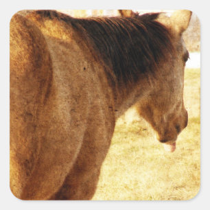 Funny Buckskin Square Sticker