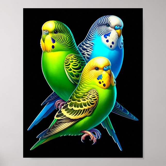 Funny Budgie Budgerigar Design  Poster (Front)