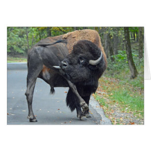 Funny Buffalo