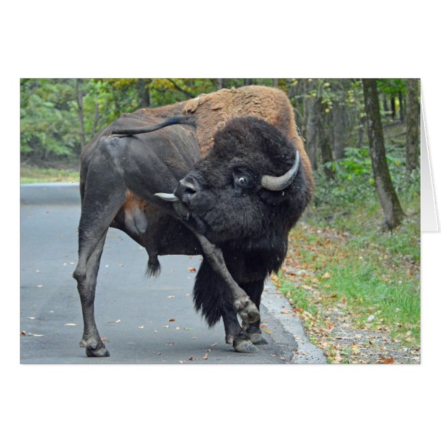 Funny Buffalo (Front Horizontal)