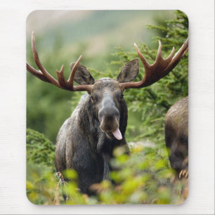 Funny Bull Moose Mouse Mat