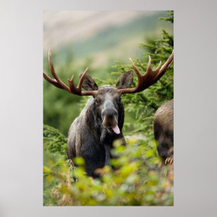 Funny Bull Moose Poster