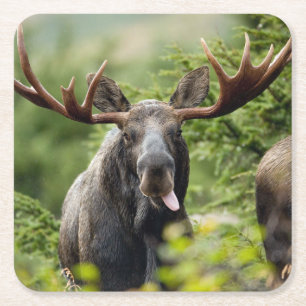 Funny Bull Moose Square Paper Coaster