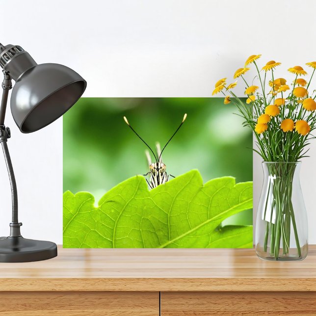 Funny Butterfly Peeks Over Leaf Photo Print (Cute butterfly macro photography original nature print is perfect for your green home in the woods. )