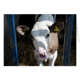 Funny Calf