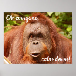 Funny calm orangutan poster