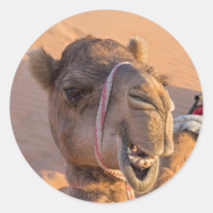 Funny Camel Classic Round Sticker