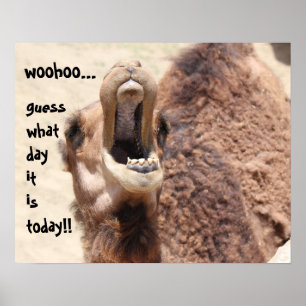 Funny Camel "hump day"  Guess what day it is! Poster