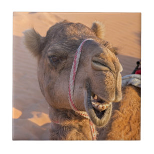 Funny Camel Tile