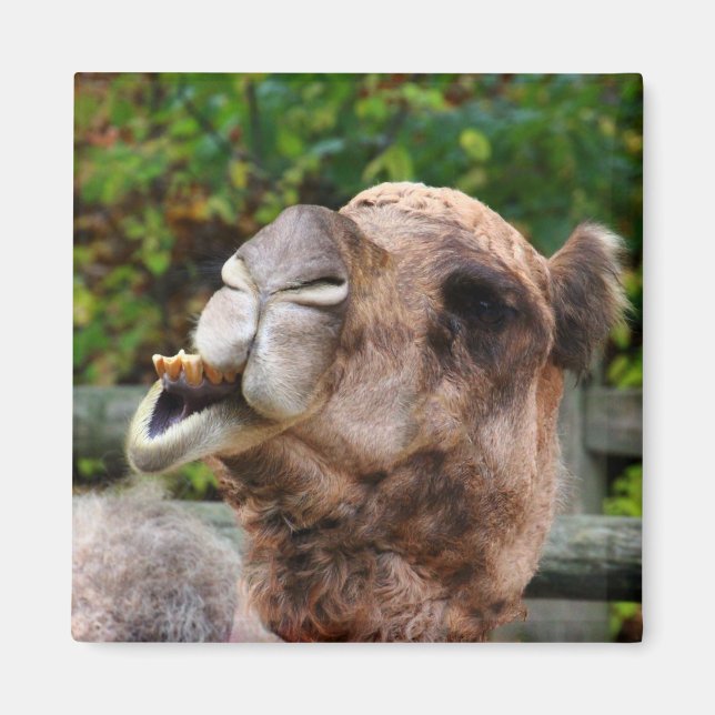Funny Camel Wildlife Animal Photo Magnet (Front)