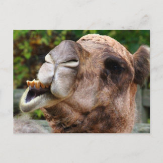 Funny Camel Wildlife Animal Photo Postcard