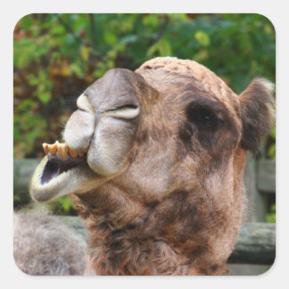 Funny Camel Wildlife Animal Photo Square Sticker