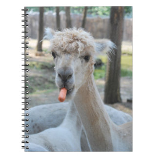 Funny camel with a carrot notebook