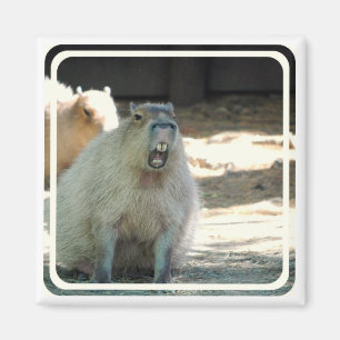 Funny Capybara  Magnet
