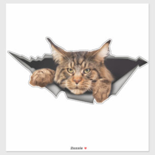 Funny Car Stickers, Car Stickers and Decals