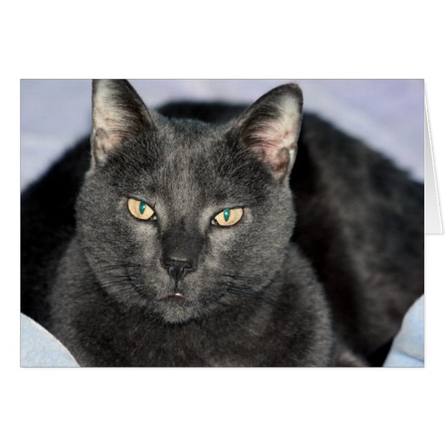 Funny Cards (Front Horizontal)