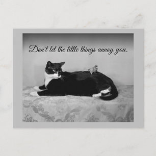 Funny Cat and Annoying Parakeet Postcard