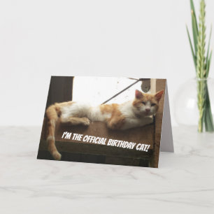 Funny Cat Birthday Card