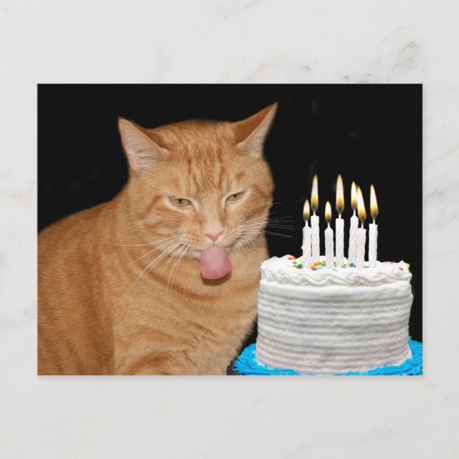 Funny cat birthday postcard (Front)