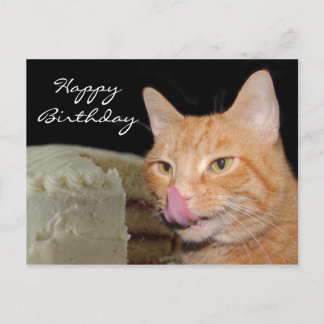 Funny cat Birthday Postcard