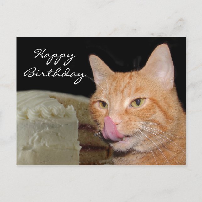 Funny cat Birthday Postcard (Front)