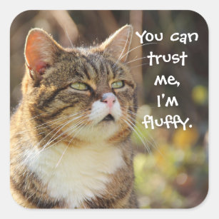 Funny Cat Caption Trust Me I'm Fluffy Square Sticker
