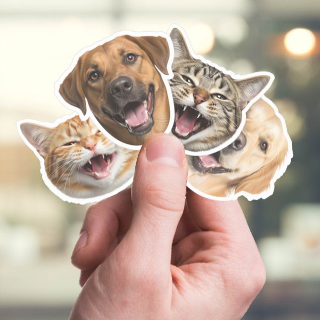Funny Cat & Dog Faces with Your Custom Photos (Creator Uploaded)