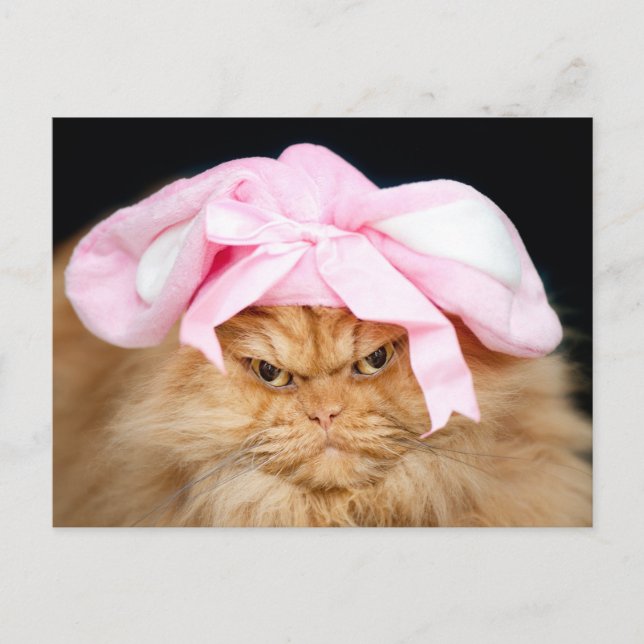 Funny Cat Easter Postcard (Front)