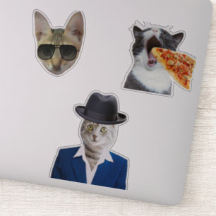 Funny Cat Eating Pizza